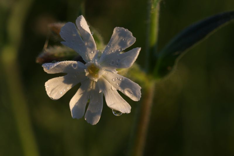 Datei:Taubenkropf-Leimkraut-schladming 41235 10.05.2012.jpg