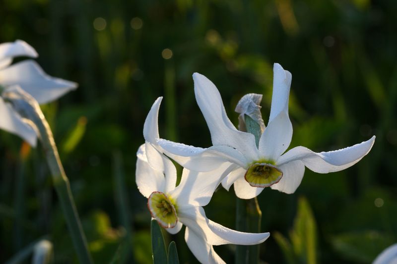 Datei:Feuchtwiesen trautenfels6053.jpg