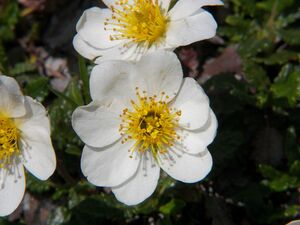 Giglach 2192 2006-07-10.jpg