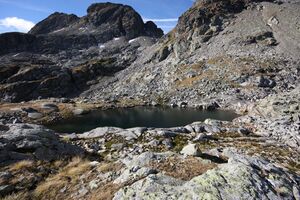 Goldlacken 0364 2013-10-08.jpg