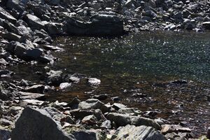 Nördliche krukecklacke 01700 2015-09-13.jpg