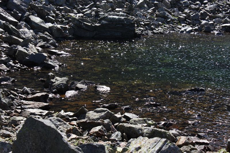 Datei:Nördliche krukecklacke 01700 2015-09-13.jpg