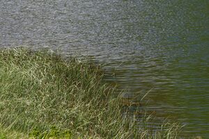 Plannersee 65307 2014-06-26.jpg