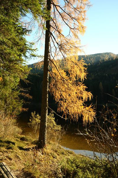 Datei:Ödensee 77961 2014-11-03.jpg