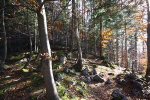 Buchwald tressenstein 11068 2015-10-28.jpg