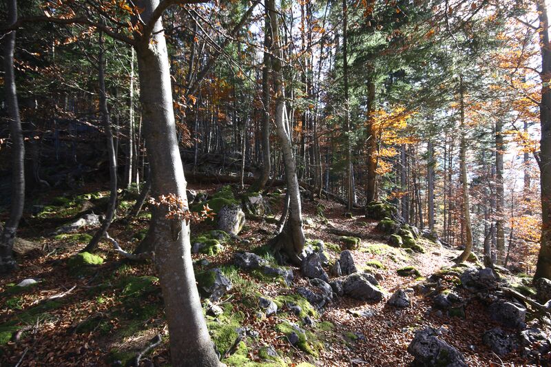 Datei:Buchwald tressenstein 11068 2015-10-28.jpg