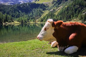 Duisitzkarsee 15113 2011-08-28.jpg