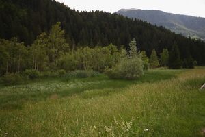 Oppenberger moos 78847 2018-06-11.jpg