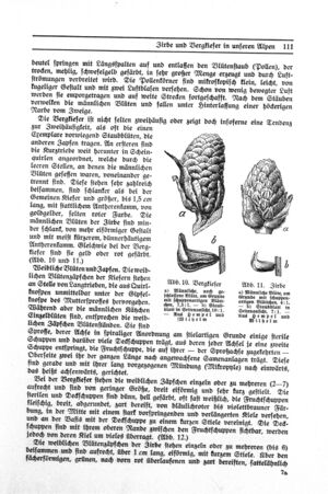 Bergkiefer Samen.jpg