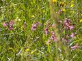 Blumenwiese untertal tetter 96142 2006-06-18.jpg