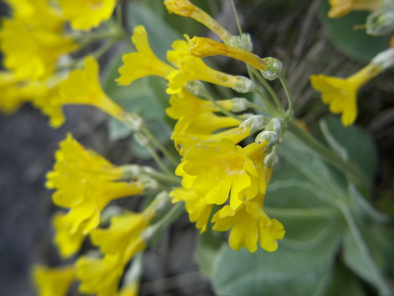 Datei:Petergstamm silberkar 90501 2006-05-10.jpg