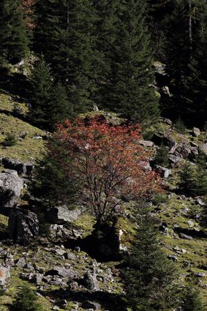 Steinriesental 59475 2017-10-02.jpg