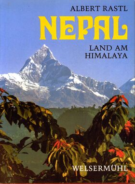 Lalipata, Weihnachtssterne, blühen im Tal von Pokhara und am Fuße des Machhapuchhare (Fischschwanz) mit seiner Höhe von 6997 Metern. Er ist noch unbestiegen und bleibt den Göttern vorbehalten.