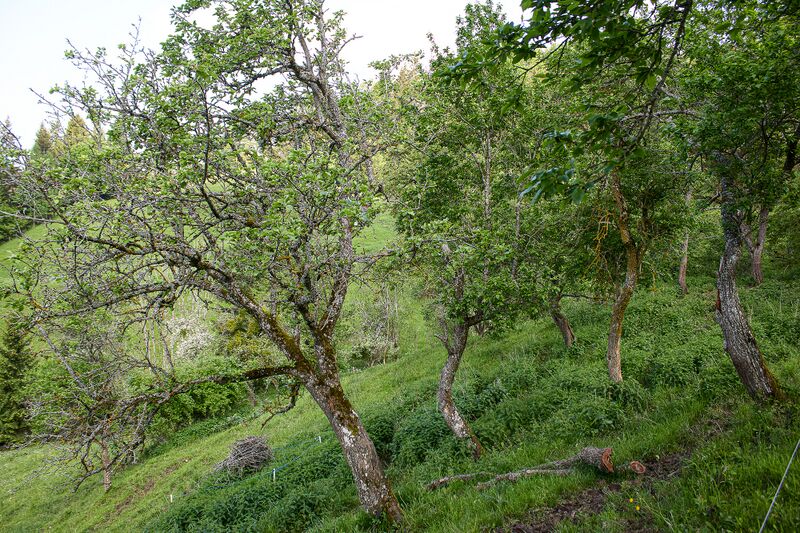 Datei:BH Poserer-0378-2023-05-27.jpg