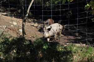 Bh gernschwaiger oppenb 61530 2017-10-11.jpg