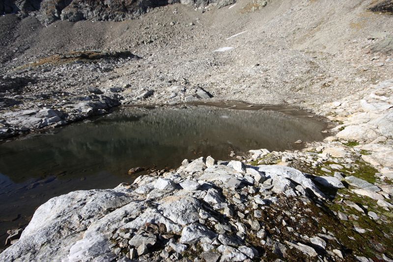 Datei:Goldlacken 0272 2013-10-08.jpg