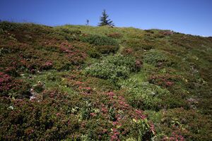 Gumpenkar 54479 2017-07-05.jpg