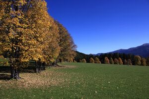 Schildlehen ramsau 60247 2017-10-05.jpg