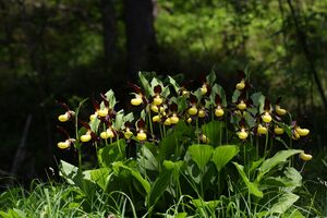 Frauenschuh 2249 2011-05-26.jpg