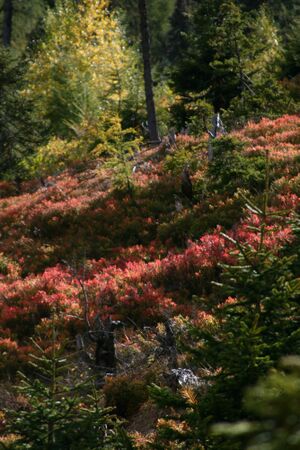 Guschen 19985 2007-09-28.jpg