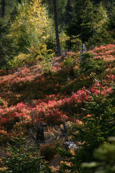 Datei:Guschen 19985 2007-09-28.jpg