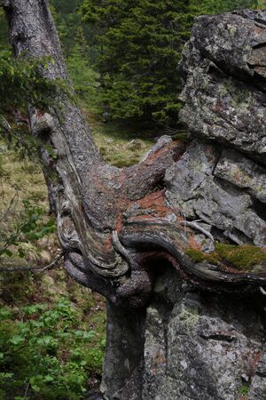 Obertalbach -neualm 25140 2009-06-17.jpg