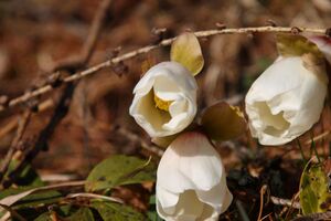 Schneerose 90774 2008-02-10.jpg