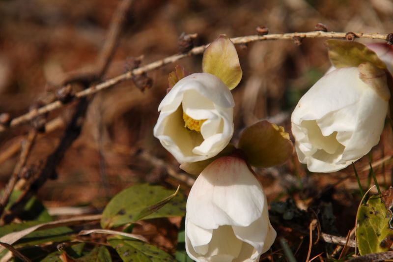 Datei:Schneerose 90774 2008-02-10.jpg