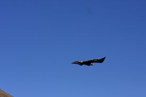 Adler-großsölk 1395 2013-09-25.jpg