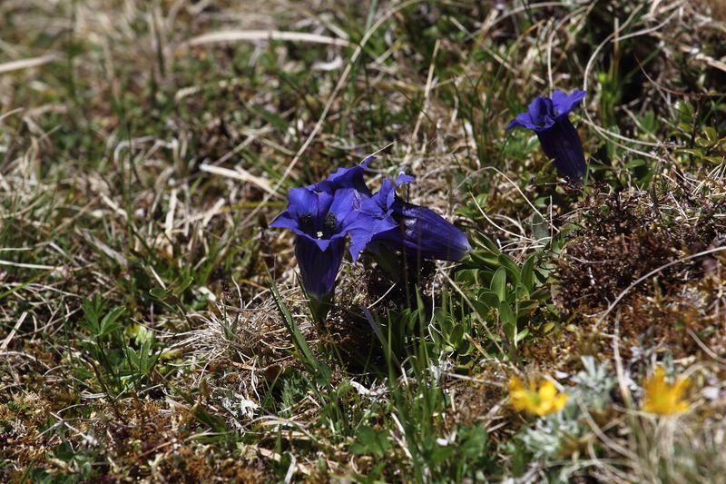 Datei:Enzian sattental 46099 2017-05-19.jpg