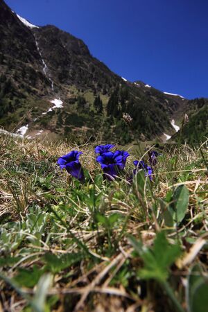 Enzian sattental 46104 2017-05-19.jpg