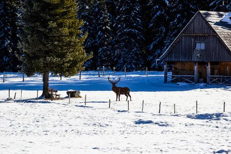 Jagdhütte miesboden-1001-2020-11-28.jpg