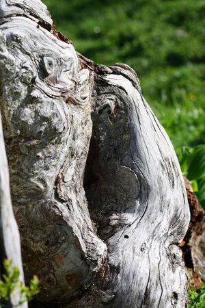 Brandriedel 22789 2008-06-10.jpg