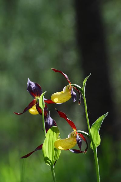 Datei:Frauenschuh 2052 2008-05-29.jpg