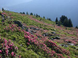 Guschen 2453 2002-06-26.jpg