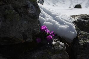 Klaffer 4384 2011-05-30.jpg