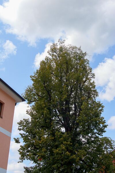 Datei:ND 893 AltenmarktSG-0553-2025-08-06.jpg