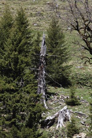 Sattental 45826 2017-05-19.jpg