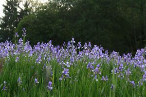 Enns-Altarme Niederstuttern 58412 2014-05-21.jpg