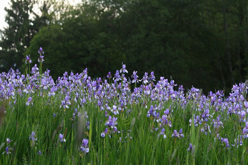 Datei:Enns-Altarme Niederstuttern 58412 2014-05-21.jpg