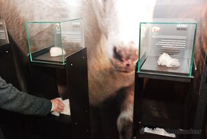 Steiner1888 Wollwelt 03.jpg