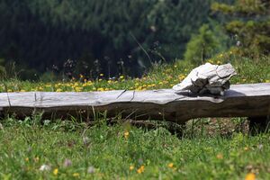 Gößlalm 77676 2018-06-04.jpg