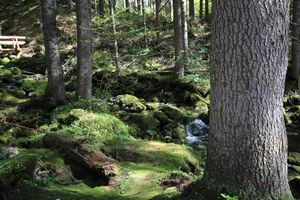 Strummern mühlreith 47200 2017-05-17.jpg