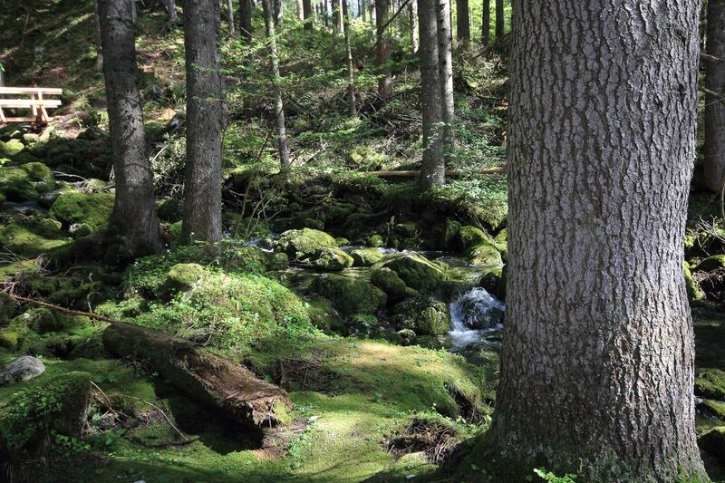 Datei:Strummern mühlreith 47200 2017-05-17.jpg