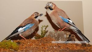 Trautenfels Schloss 13.jpg