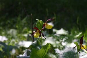 Frauenschuh 2342 2011-05-26.jpg