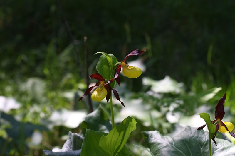 Datei:Frauenschuh 2342 2011-05-26.jpg