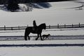 Schiestlhof pferd ramsau 17578 2016-01-18.jpg