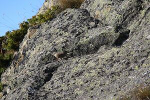 Schober reiteralm 37692 2011-10-03.jpg