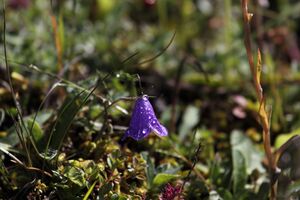 Striegler kleinsölk 54074 2017-07-21.jpg